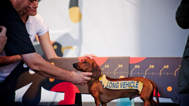 pan mierzy długość jamnika