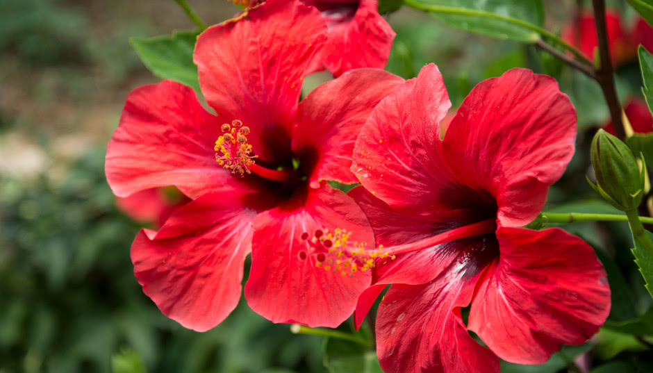 Hibiskus, czyli ketmia - czy faktycznie przynosi pecha?