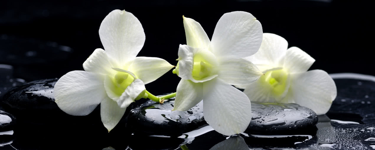 Orchidee podkreślające styl wnętrza