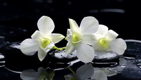 Orchidee podkreślające styl wnętrza