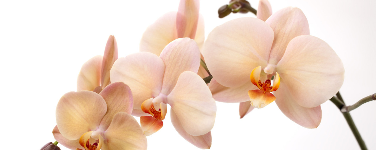 Pielęgnacja storczyków - orchidee w stylowych wnętrzach