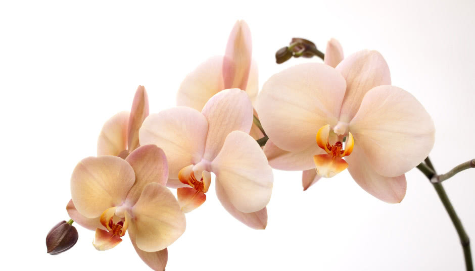 Pielęgnacja storczyków - orchidee w stylowych wnętrzach