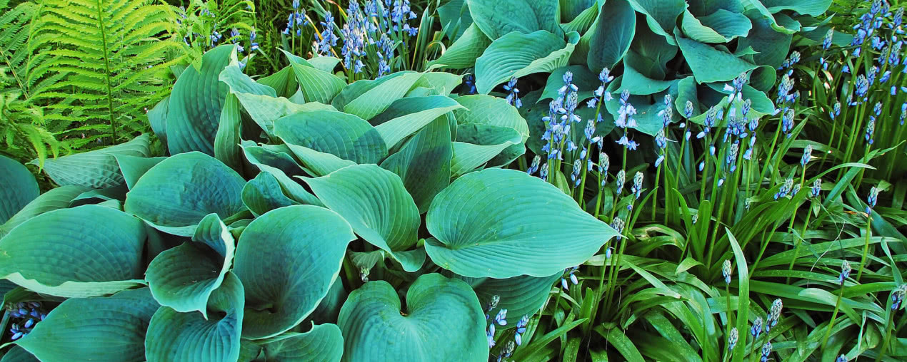 Mają piękne liście i lubią cień. Te byliny szybko robią efekt w ogrodzie