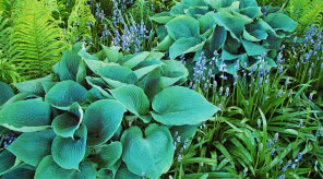 Mają piękne liście i lubią cień. Te byliny szybko robią efekt w ogrodzie