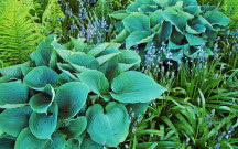 Mają piękne liście i lubią cień. Te byliny szybko robią efekt w ogrodzie