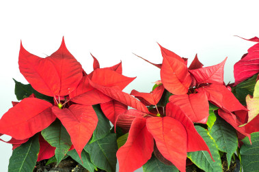 Poinsecja zwana Gwiazdą Betlejemską