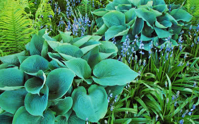 Mają piękne liście i lubią cień. Te byliny szybko robią efekt w ogrodzie