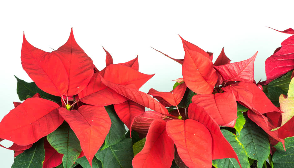 Poinsecja zwana Gwiazdą Betlejemską