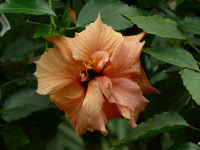 hibiskus beżowy kwiat