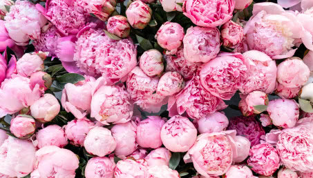 Te kwiaty kocha Pinterest! Piwonie w domu i ogrodzie