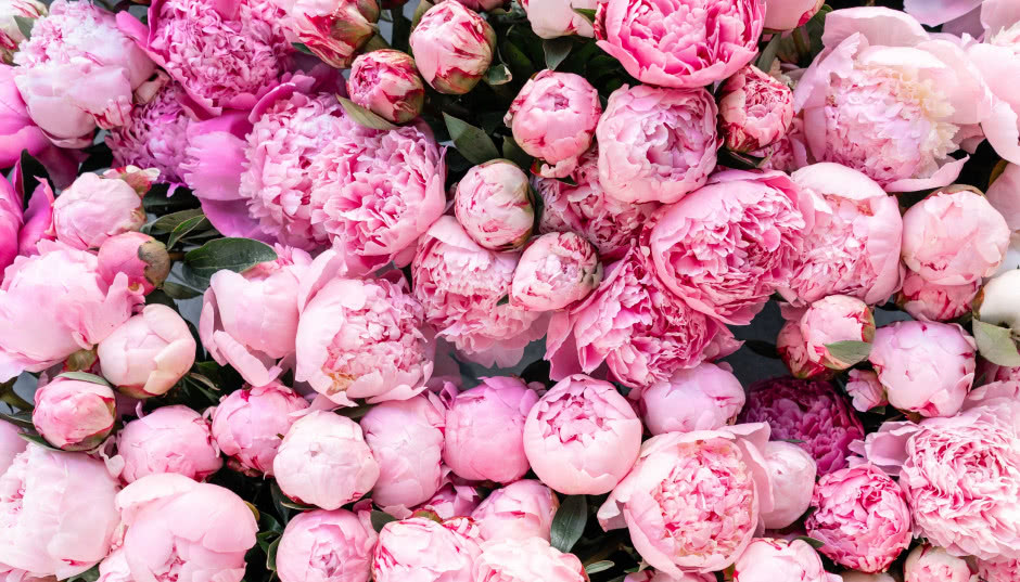 Te kwiaty kocha Pinterest! Piwonie w domu i ogrodzie