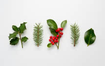 Rośliny na Boże Narodzenie: piękne kwiaty i krzewy na święta