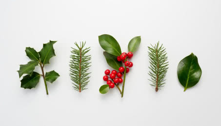 Rośliny na Boże Narodzenie