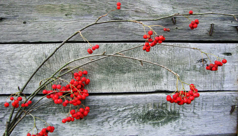 Dekoracje z jarzębiny