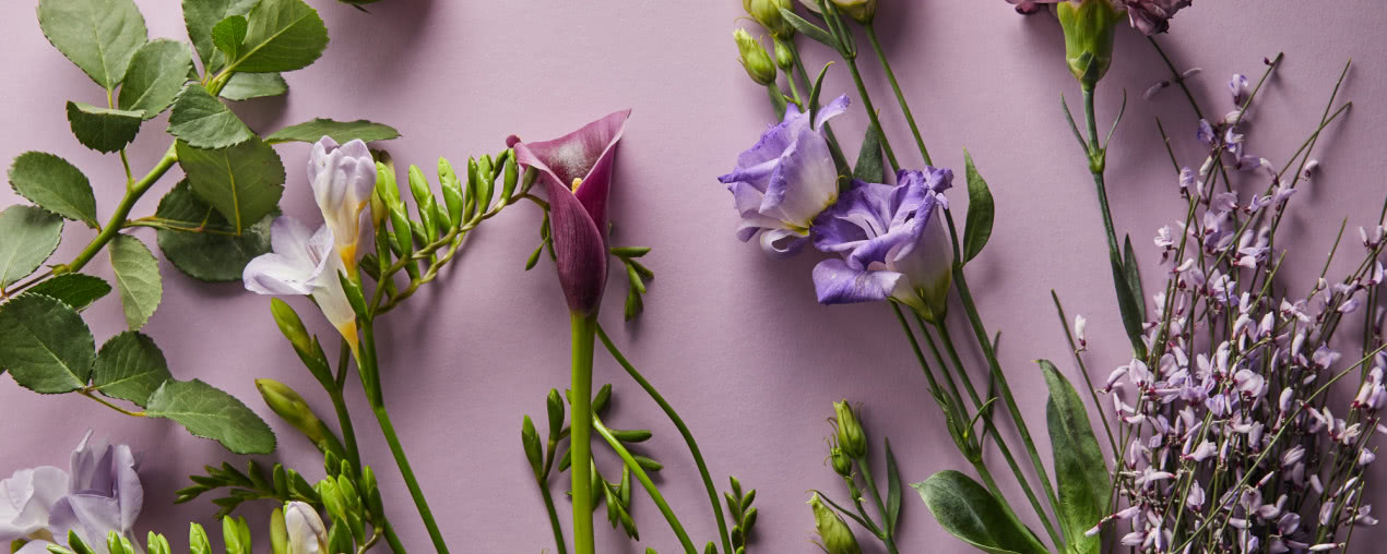 Fioletowe kwiaty - gatunki roślin w kolorze roku 2022