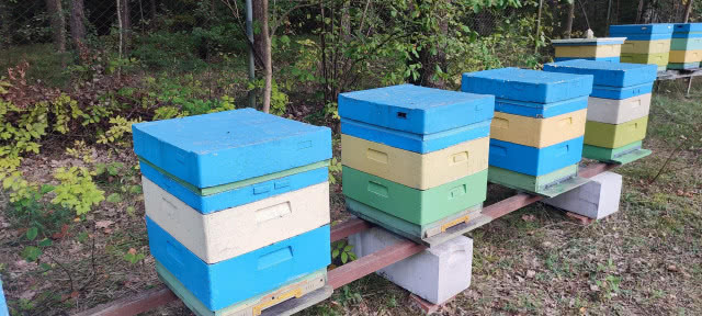 szereg niebieskich uli