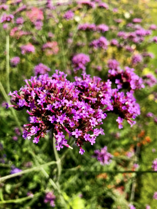 fioletowa Werbena patagońska