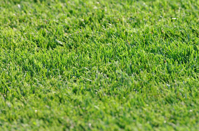 sztuczna trawa