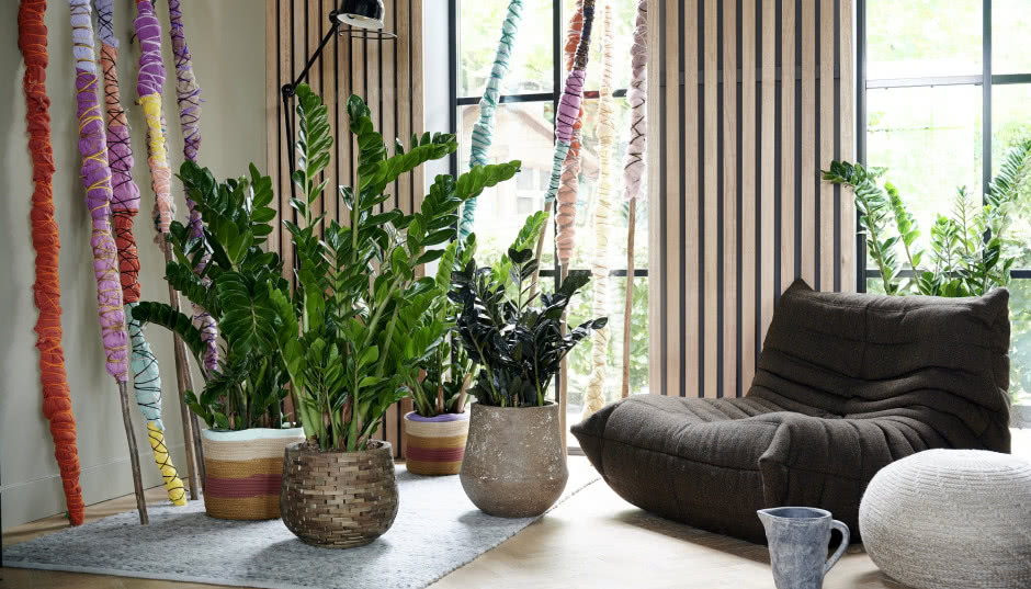 Żelazny zamiokulkas - uprawa, pielęgnacja, wymagania i szkodniki