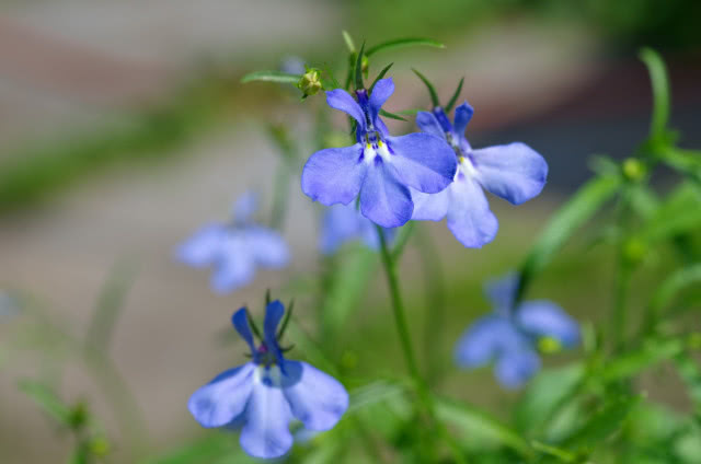 fioletowa lobelia
