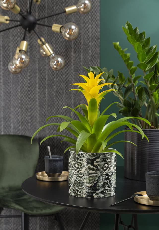 Zamiokulkas w trakcie kwitnięcia