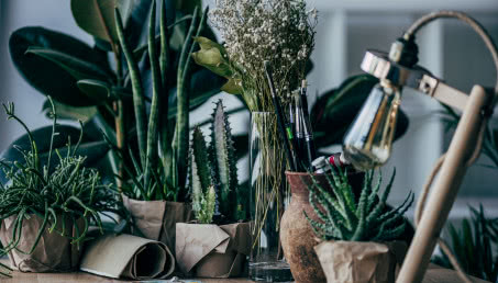 Rośliny domowe łatwe w uprawie - propozycje dla początkujących