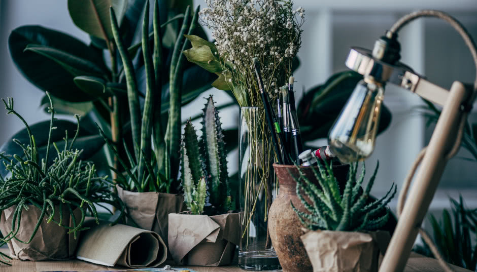Rośliny domowe łatwe w uprawie - propozycje dla początkujących