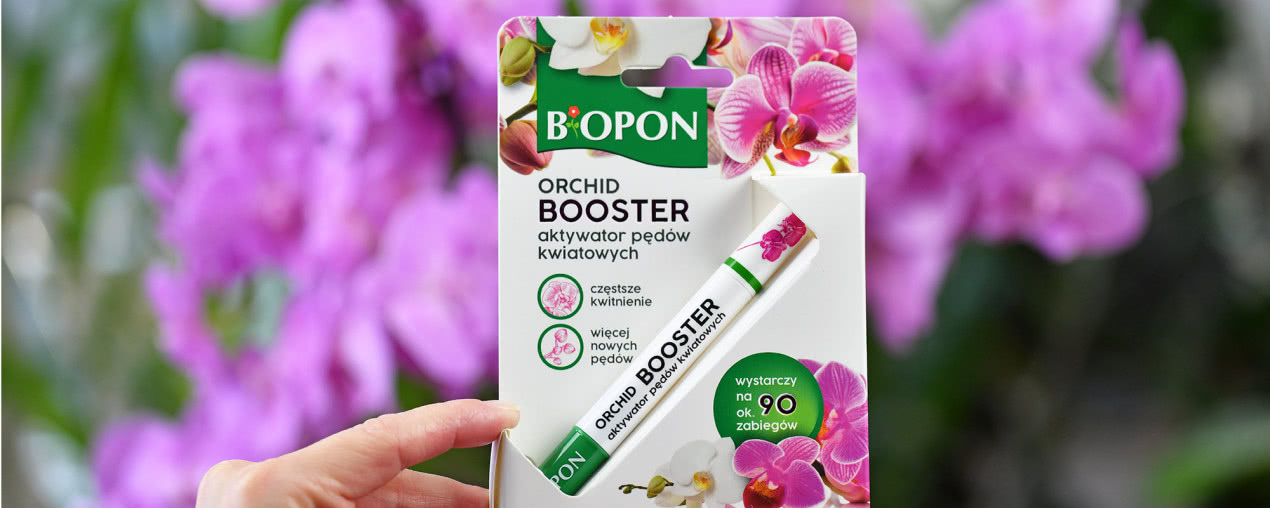 Storczyk nie kwitnie? Posmaruj tym pęd, a pojawi się kaskada kwiatów. Poznaj Bopon Orchid Booster