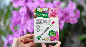 Storczyk nie kwitnie? Posmaruj tym pęd, a pojawi się kaskada kwiatów. Poznaj Bopon Orchid Booster