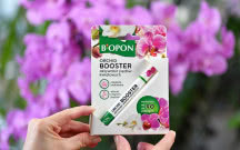 Storczyk nie kwitnie? Posmaruj tym pęd, a pojawi się kaskada kwiatów. Poznaj Bopon Orchid Booster