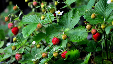 Czy można hodować poziomki w ogrodzie? ABC początkującego ogrodnika