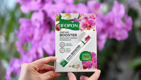 Storczyk nie kwitnie? Posmaruj tym pęd, a pojawi się kaskada kwiatów. Poznaj Bopon Orchid Booster