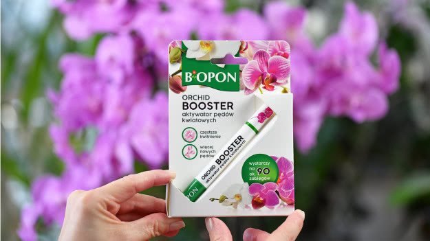 Storczyk nie kwitnie? Posmaruj tym pęd, a pojawi się kaskada kwiatów. Poznaj Bopon Orchid Booster