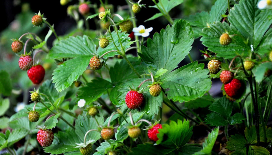 Czy można hodować poziomki w ogrodzie? ABC początkującego ogrodnika