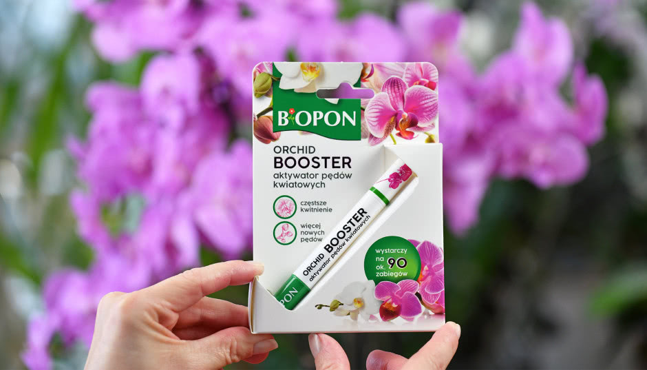 Storczyk nie kwitnie? Posmaruj tym pęd, a pojawi się kaskada kwiatów. Poznaj Bopon Orchid Booster