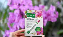 Bopon Orchid Booster. Jak pobudzić storczyka do ponownego kwitnienia?