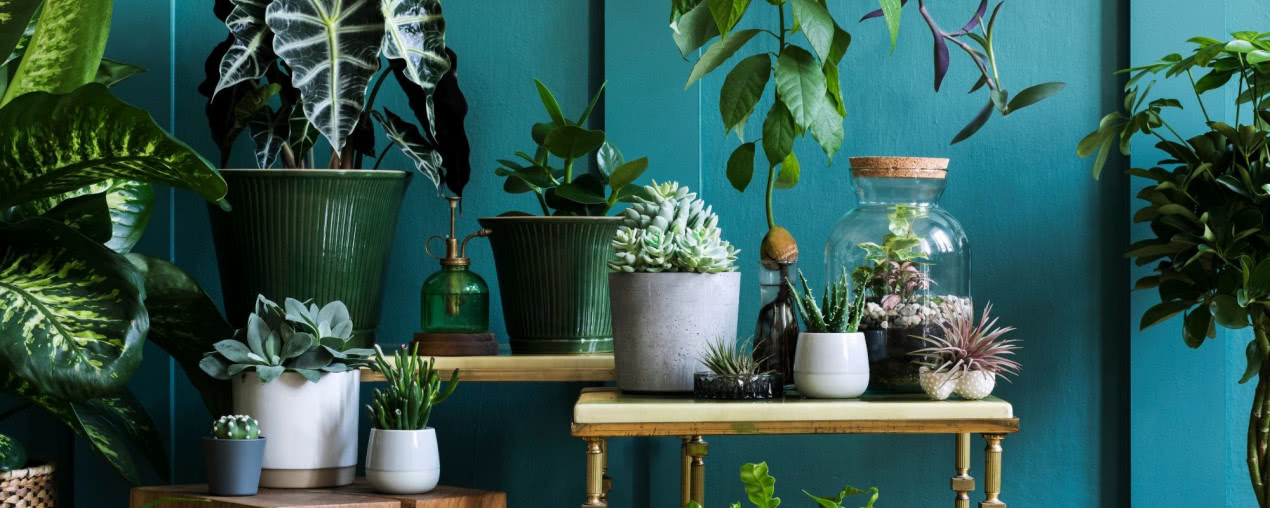 Kwiat doniczkowy na prezent - 10 najlepszych roślin