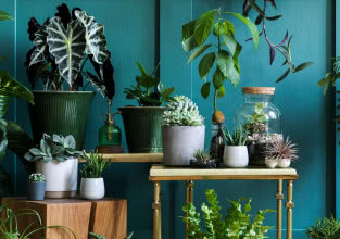 Kwiat doniczkowy na prezent - 10 najlepszych roślin