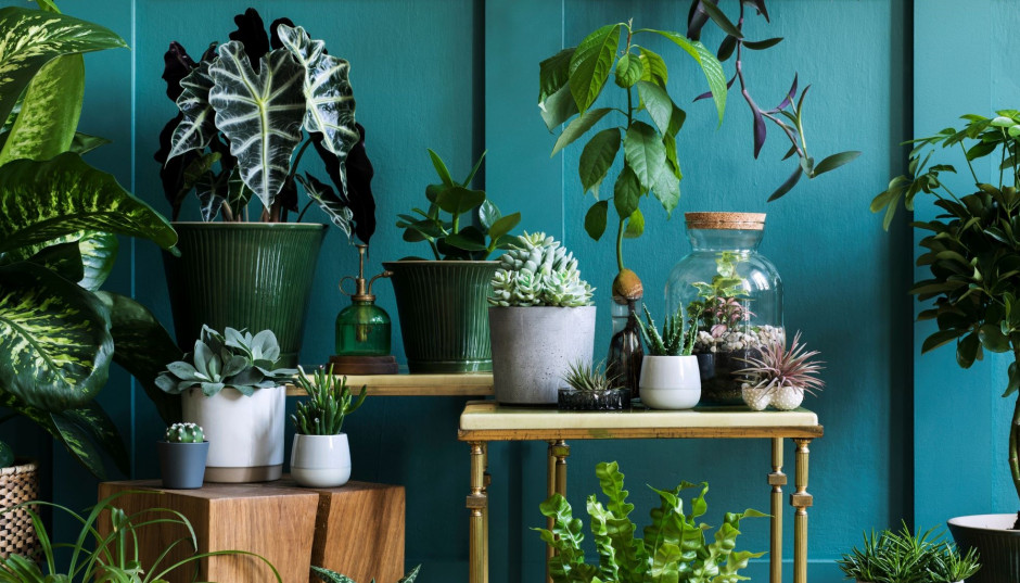 Kwiat doniczkowy na prezent - 10 najlepszych roślin