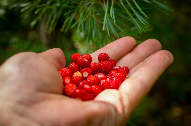 zebrane poziomki w dłoni