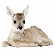 Drewniana gałka do mebli Ptaszek, REGAŁKA, 15 zł