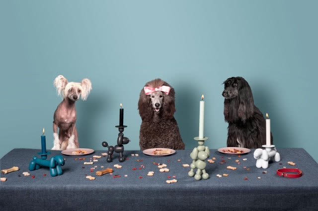 świeczniki pieski wśród prawdziwych psów