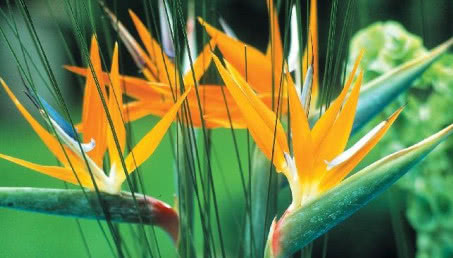 Strelicja królewska - jak uprawiać tę egzotyczną piękność?