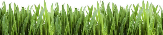 Laminowana fototapeta do kuchni Fresh, dostępna w sześciu rozmiarach, od 100 x 65 cm.