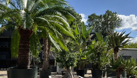 Rośliny egzotyczne do ogrodów i na taras