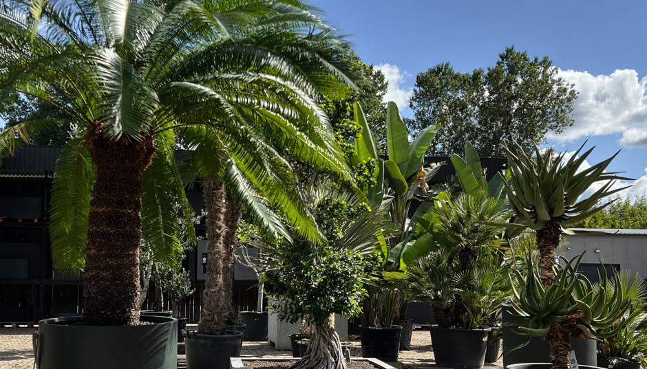 Rośliny egzotyczne do ogrodów i na taras