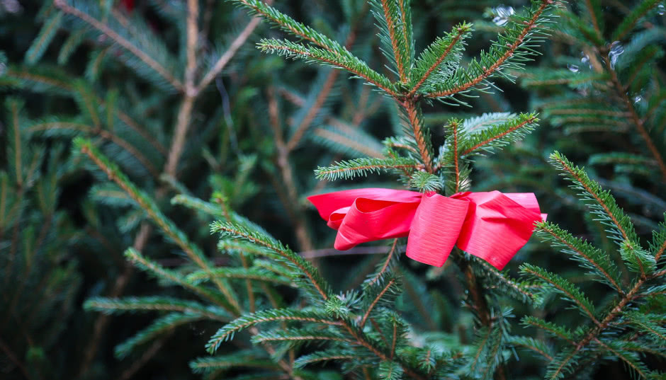 Choinka bożonarodzeniowa - jakie są jej rodzaje i jak o nią dbać?