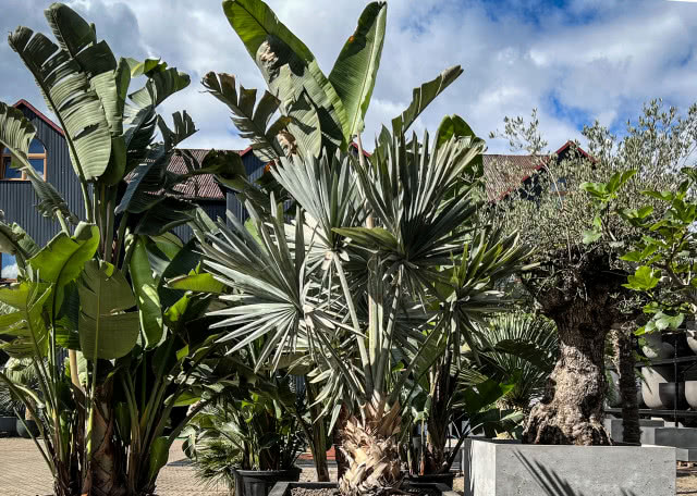 palma, karłatka, rośliny egzotyczne na balkon i taras, donice, 