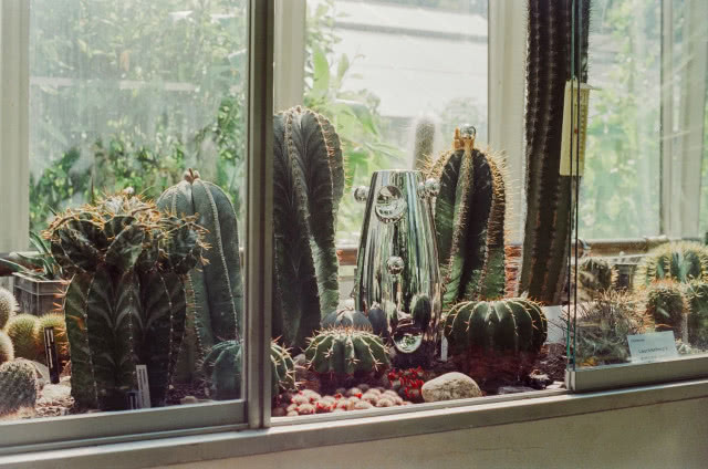 wazon wśród kaktusów