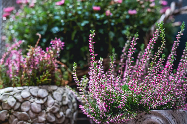 Wrzosy (Calluna, Erica)